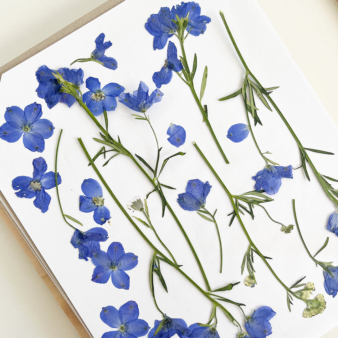 Curso: Prensado y Arte Botánico / NOVIEMBRE