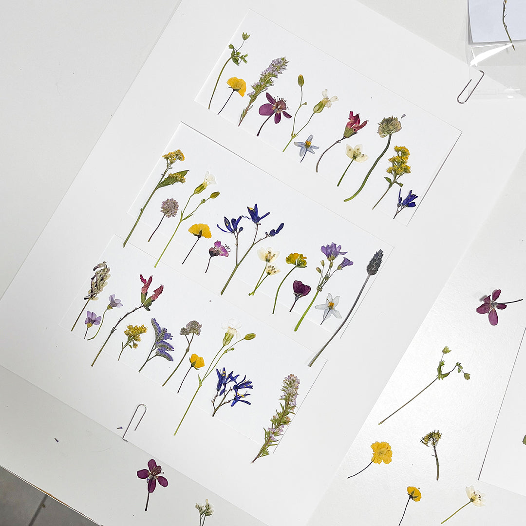 Curso: Prensado y Arte Botánico / NOVIEMBRE