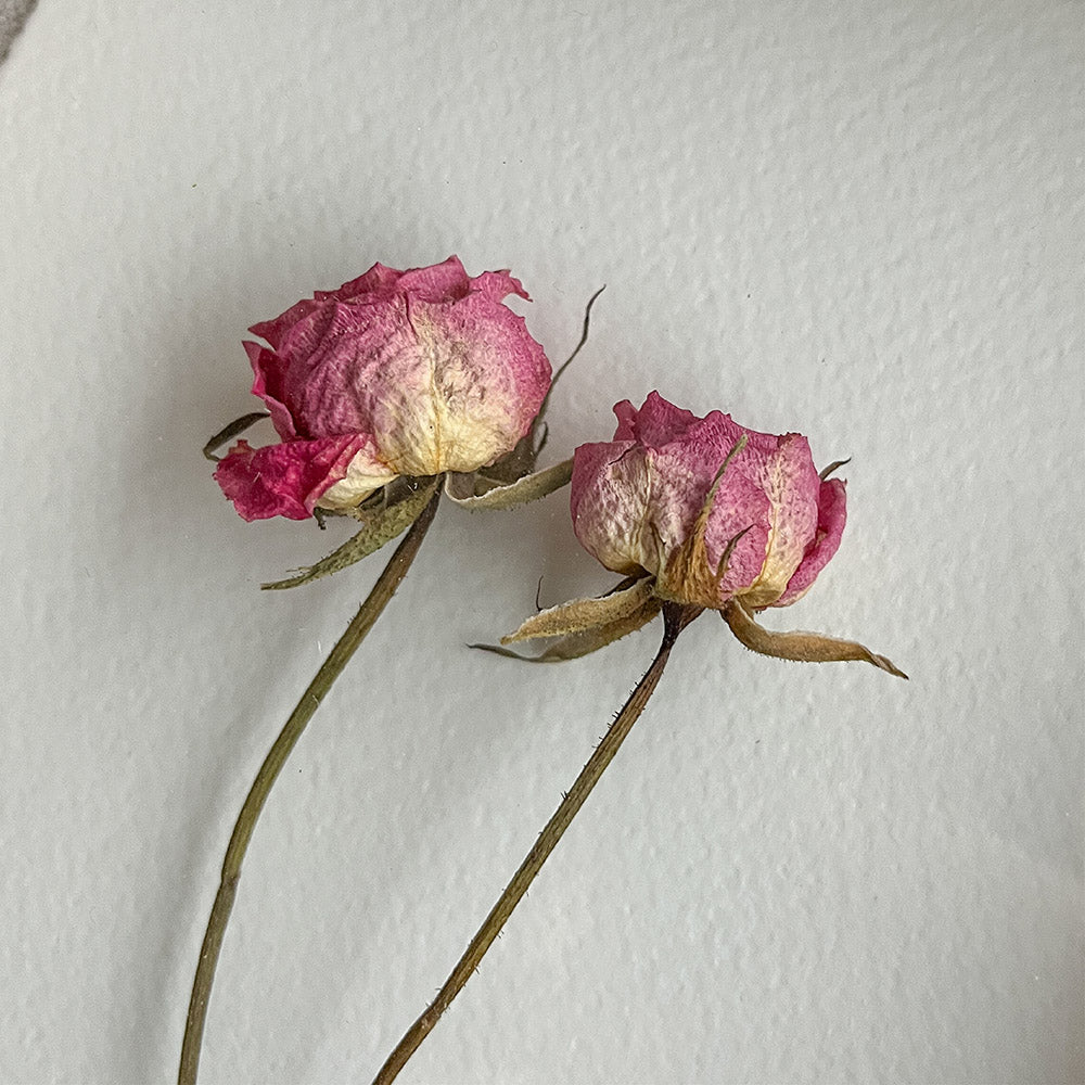 Mini Rosas