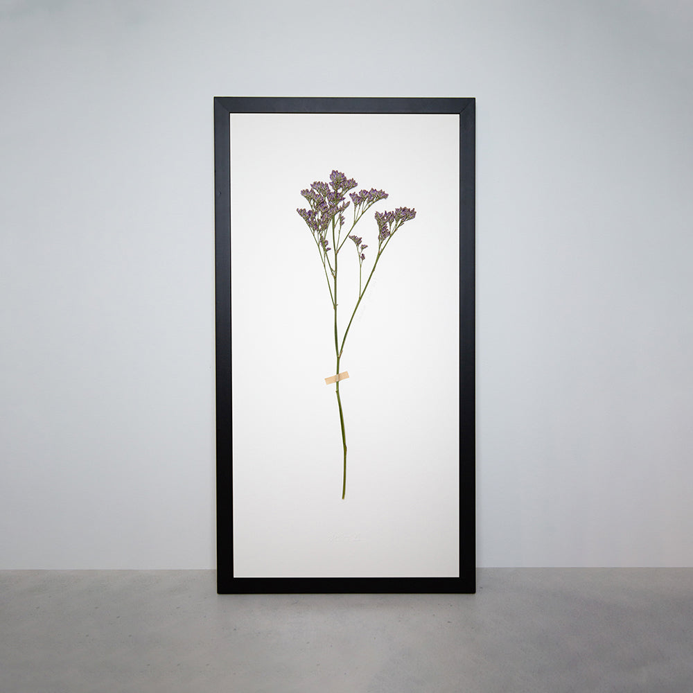 Limonium - 30x60 cms