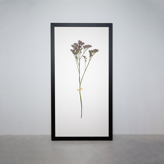 Limonium - 30x60 cms