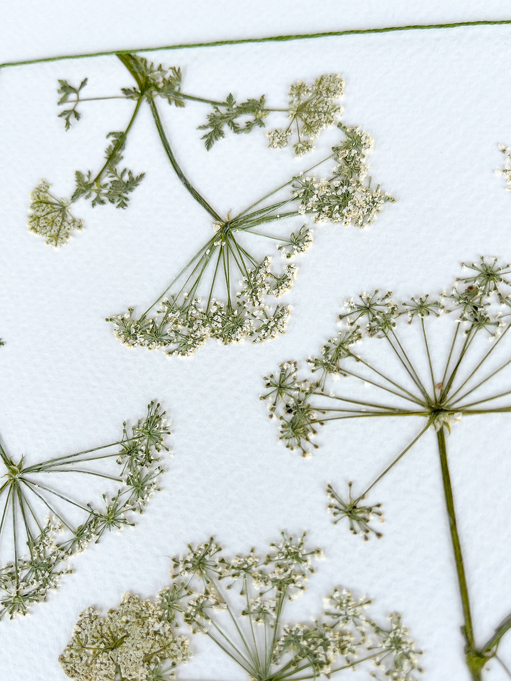 Daucus