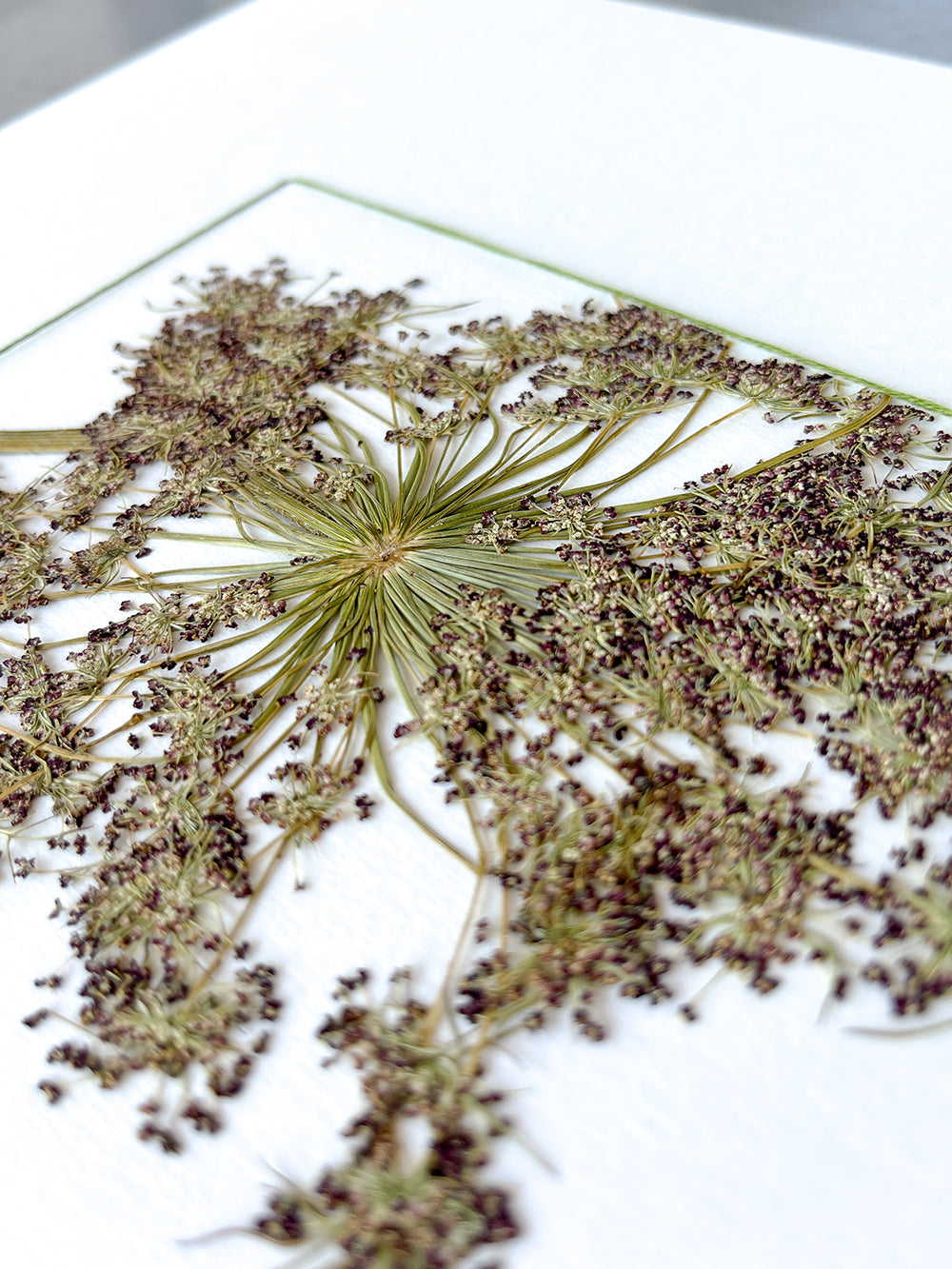 Daucus Grande