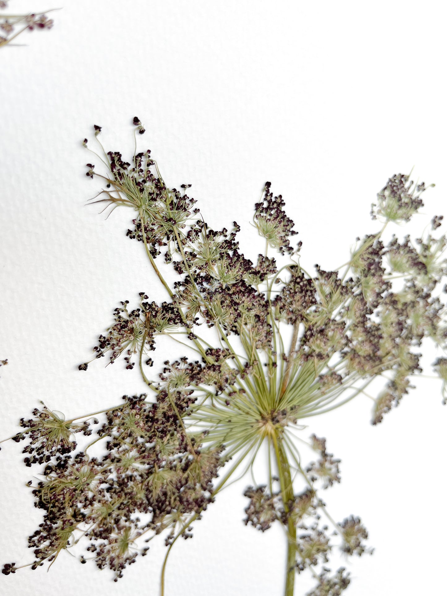 Daucus Carota - 40x50 cms