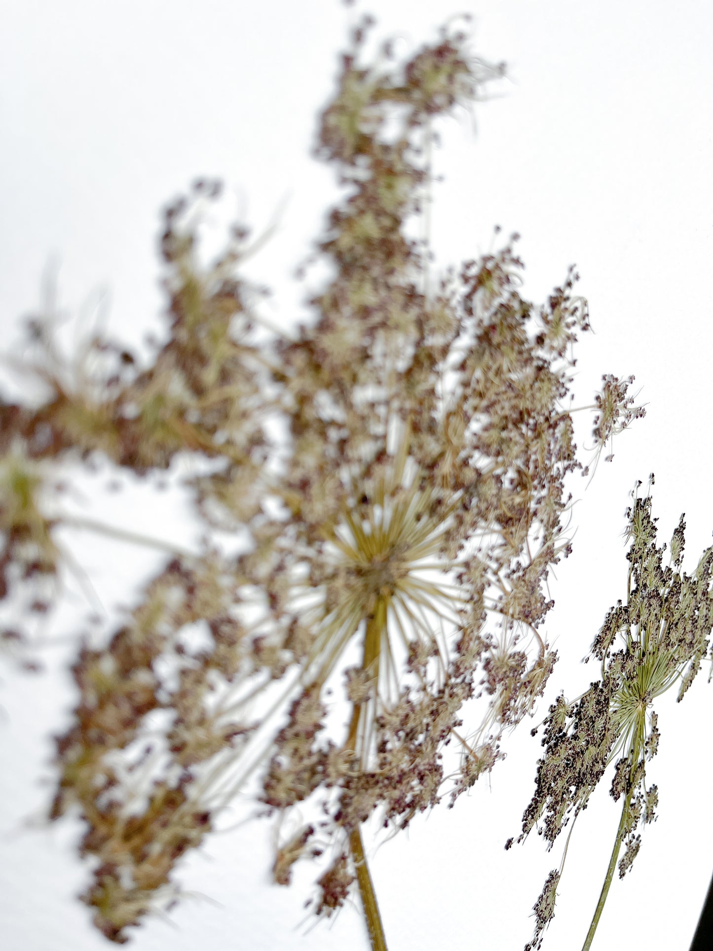 Daucus Carota - 40x50 cms