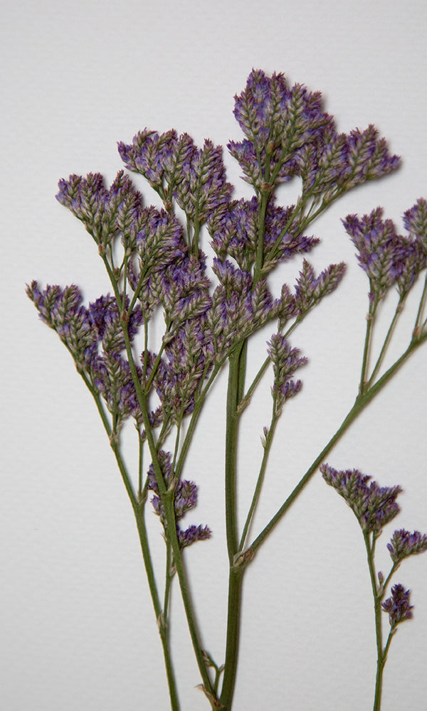 Limonium - 30x60 cms