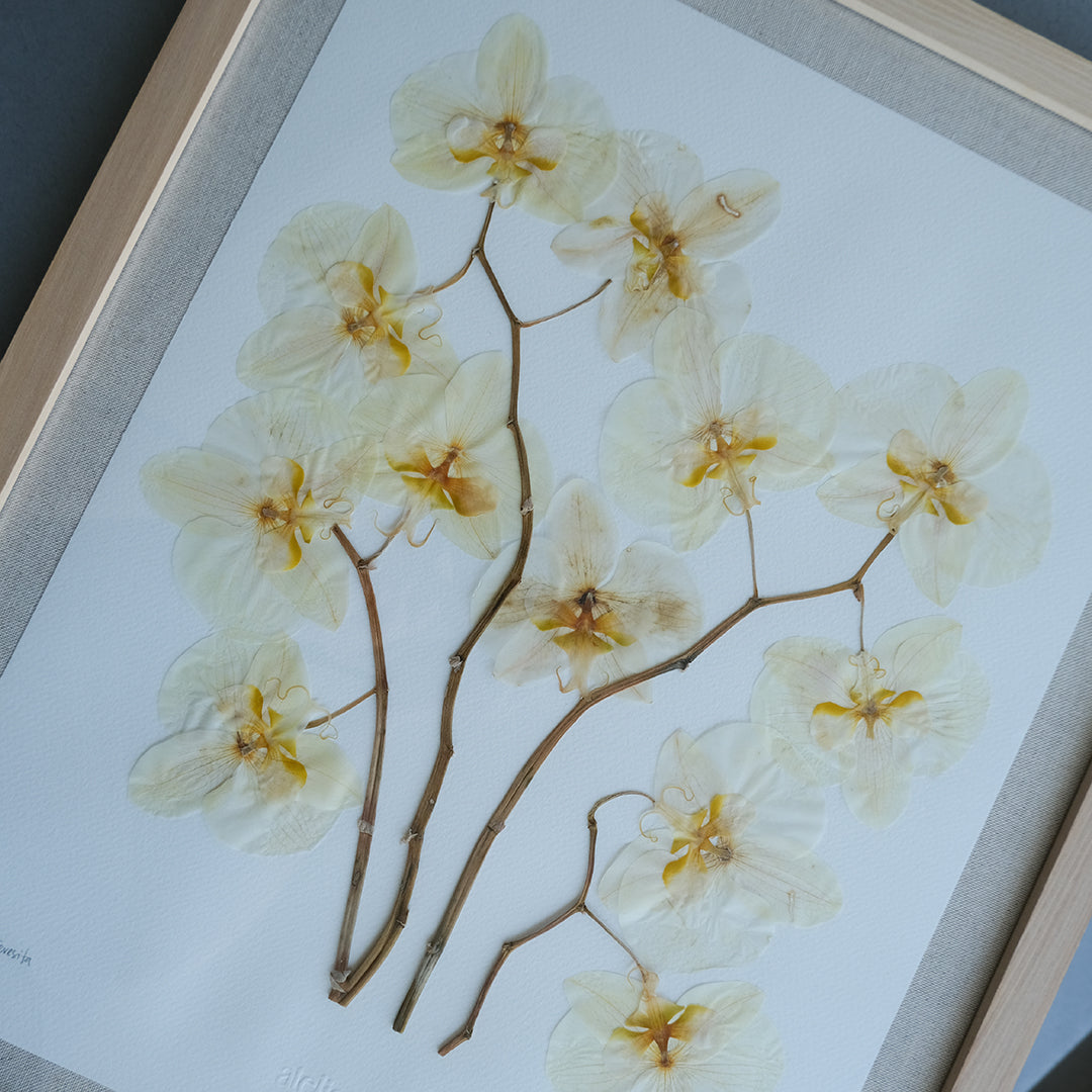 Cuadro de Flores Prensadas